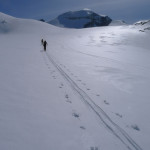 Peyto Glacier